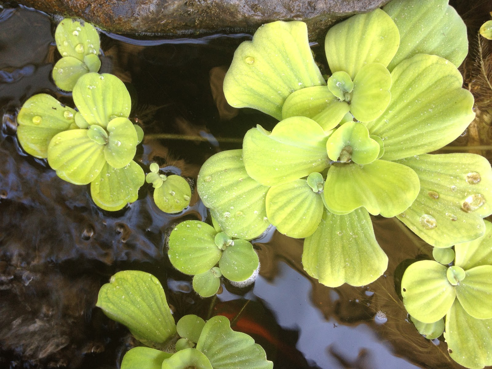 The PondPlant Girl's Blog Keeping Water Lettuce and Water Hyacinth Green